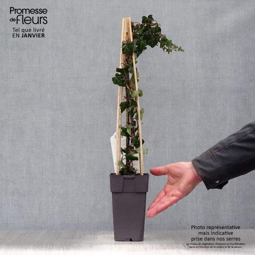 Hiedra - Hiedra común Maceta 1L/1,5L Ejemplar entregado en invierno