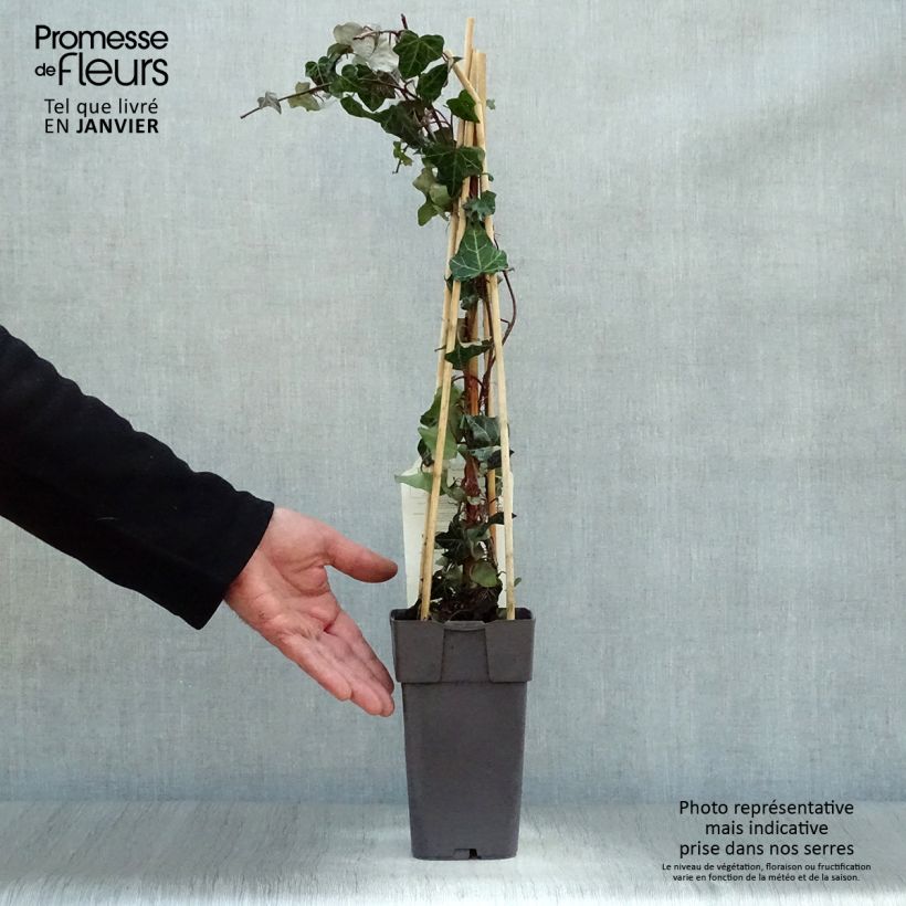 Hiedra - Hiedra común Maceta 2L/3L Ejemplar entregado en invierno