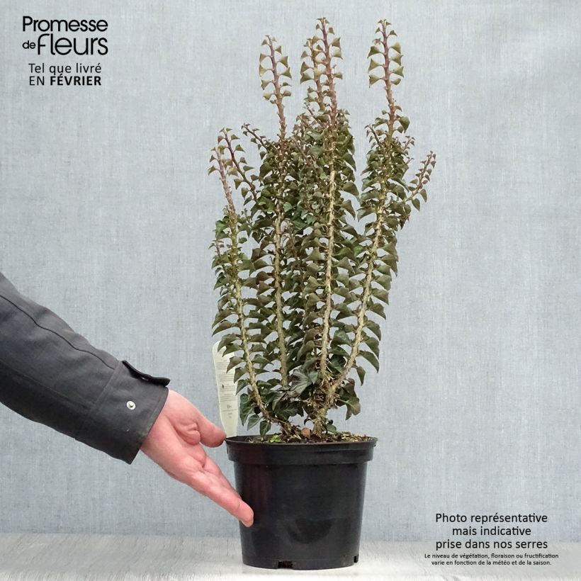 Hiedra Erecta Maceta 2L/3L Ejemplar entregado en invierno