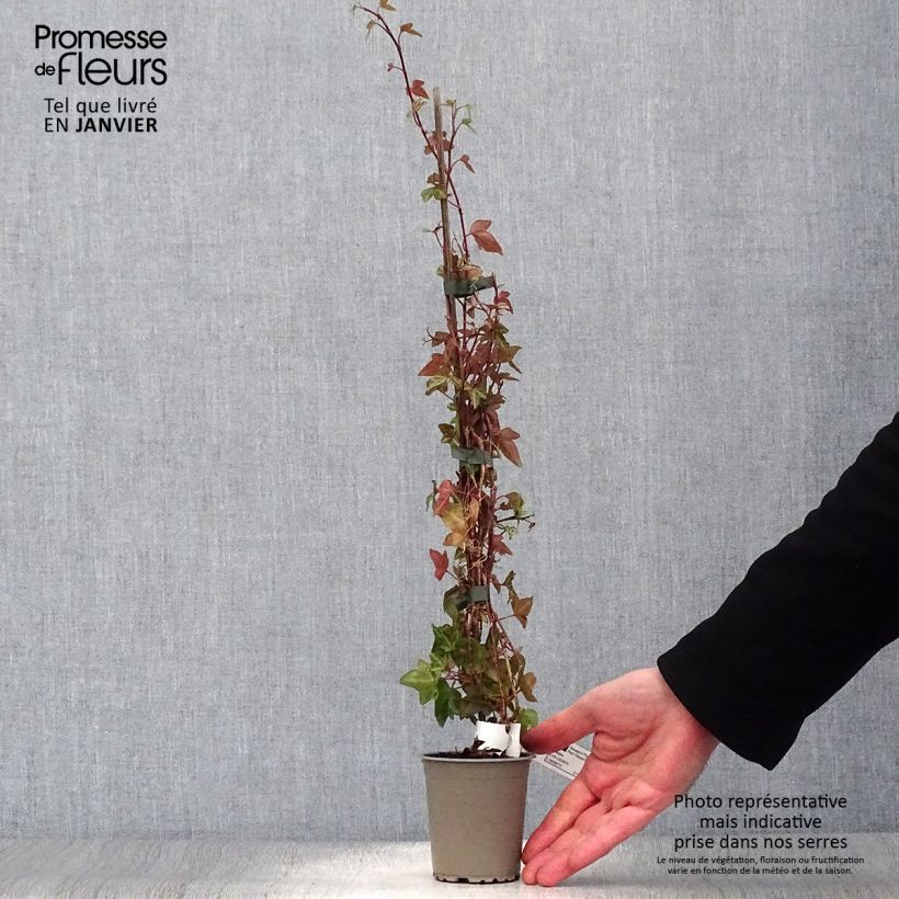 Hiedra Shamrock Maceta de 8/9 cm Ejemplar entregado en invierno