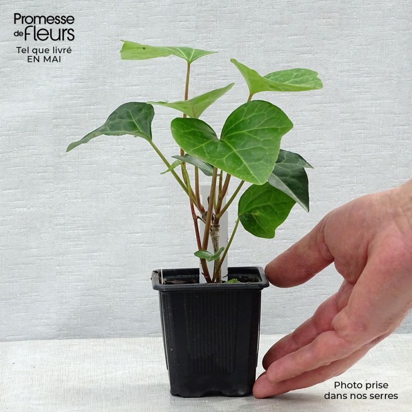 Hiedra de Argelia Algerian Bellecour Maceta de 7/8 cm Ejemplar entregado en la primavera