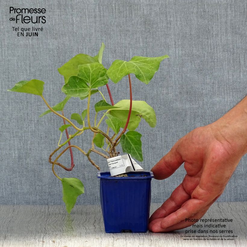 Ejemplar de Hiedra de Argelia Algerian Bellecour Maceta de 7/8 cm entregado en verano