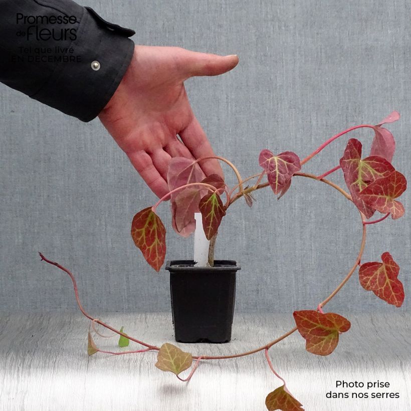 Hiedra de Argelia Algerian Bellecour Maceta de 7/8 cm Ejemplar entregado en invierno