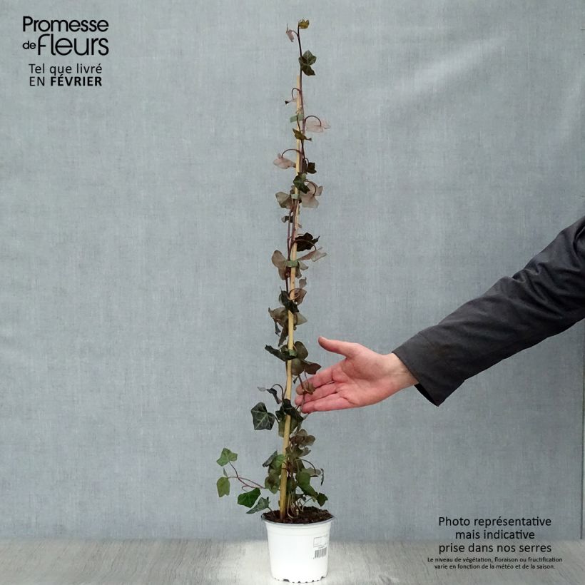 Hiedra irlandesa - Hedera hibernica Maceta 1L/1,5L Ejemplar entregado en invierno