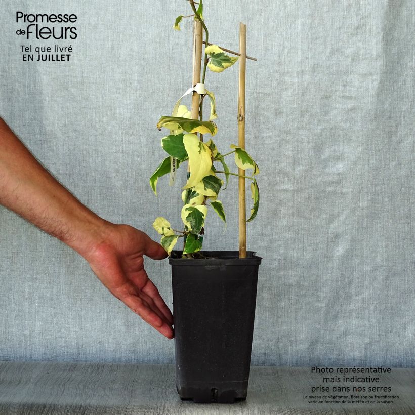 Ejemplar de Hiedra de Persia Dentata Variegata Maceta 2L/3L entregado en verano
