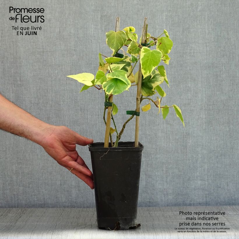 Hiedra de Persia Dentata Variegata Maceta 2L/3L Ejemplar entregado en la primavera