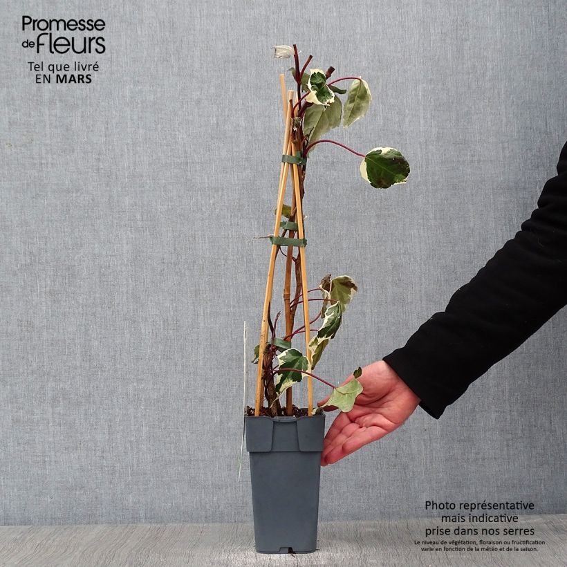 Hiedra de Persia Dentata Variegata Maceta 1L/1,5L Ejemplar entregado en invierno