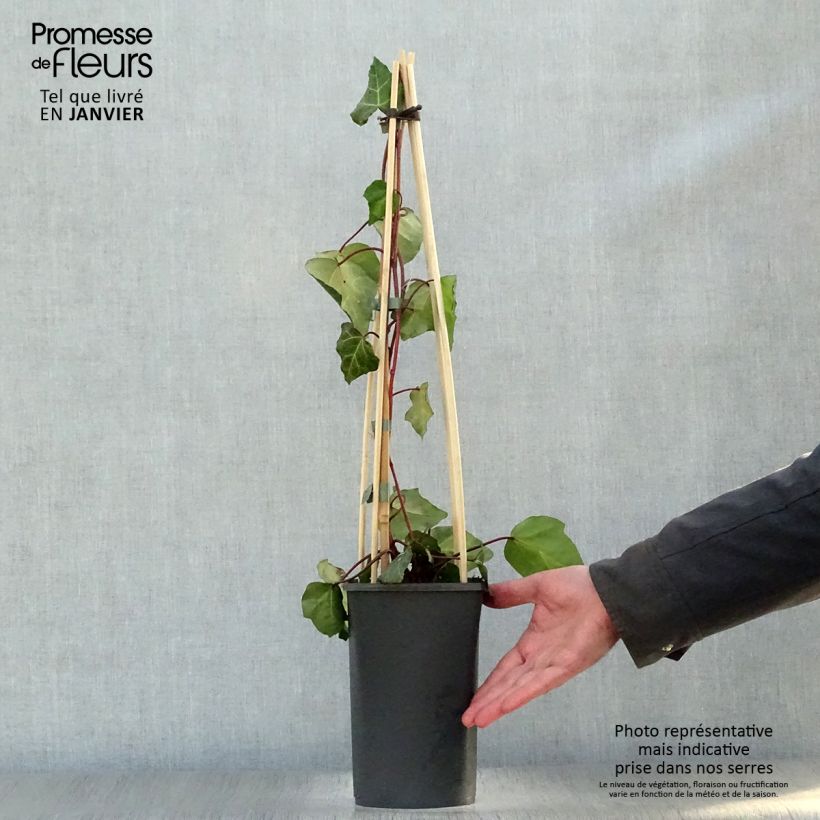 Hiedra de Persia Sulphur Heart Maceta 1,5L/2L Ejemplar entregado en invierno