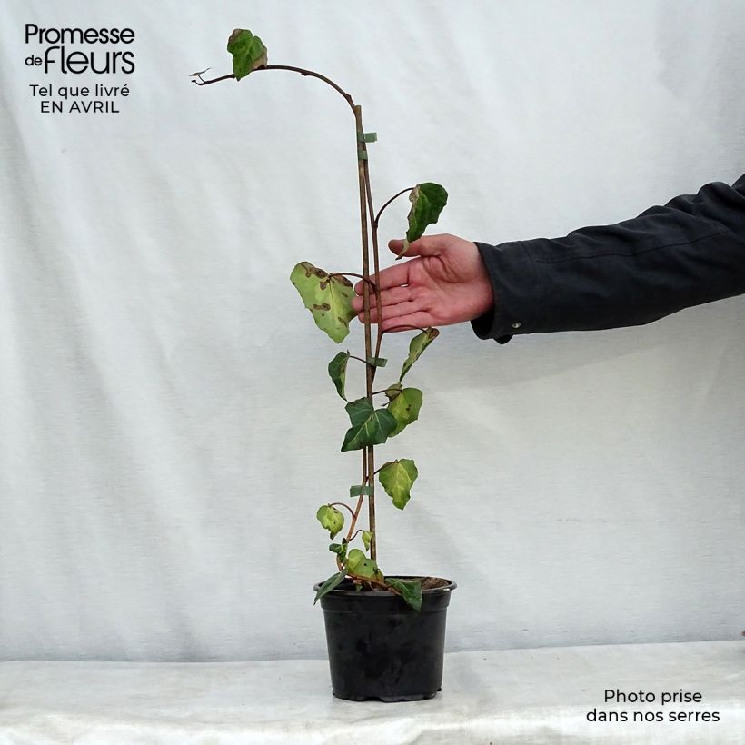 Hiedra de Persia Sulphur Heart Maceta 1,5L/2L Ejemplar entregado en la primavera