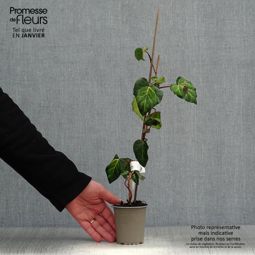 Hiedra de Persia Sulphur Heart Maceta de 8/9 cm Ejemplar entregado en invierno