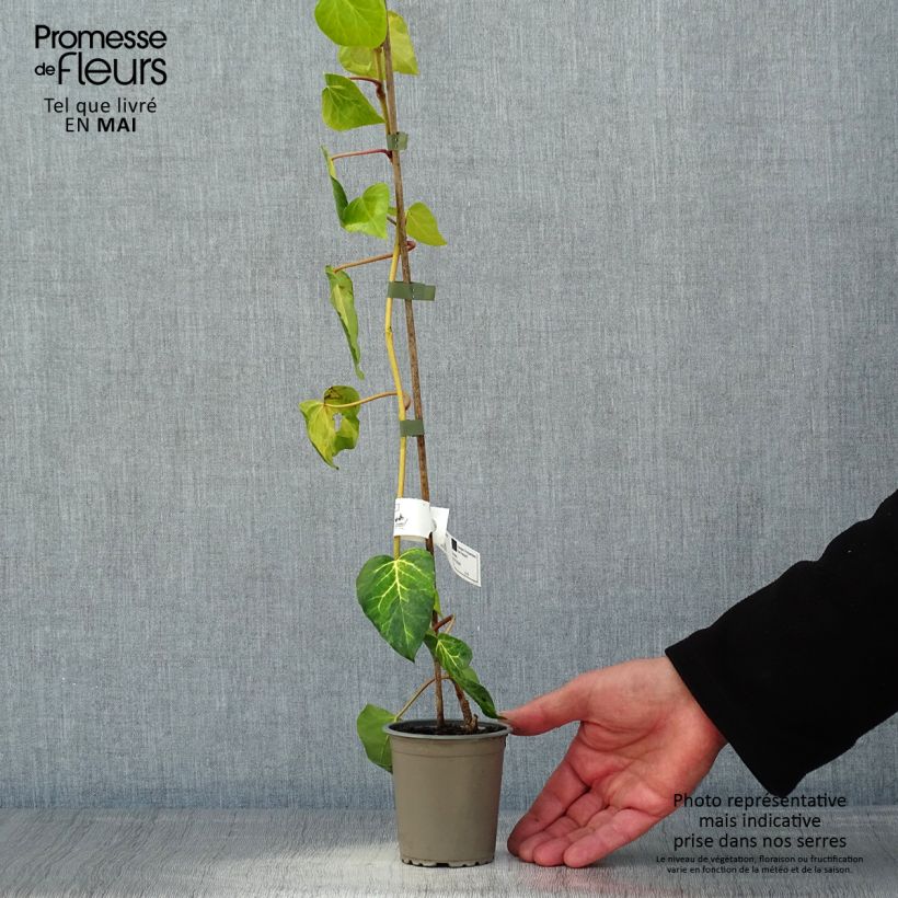 Hiedra de Persia Sulphur Heart Maceta de 8/9 cm Ejemplar entregado en la primavera