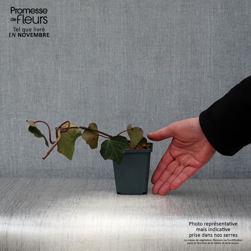 Ejemplar de Hiedra de Persia - Hedera colchica Maceta de 8/9 cm entregado en otoño
