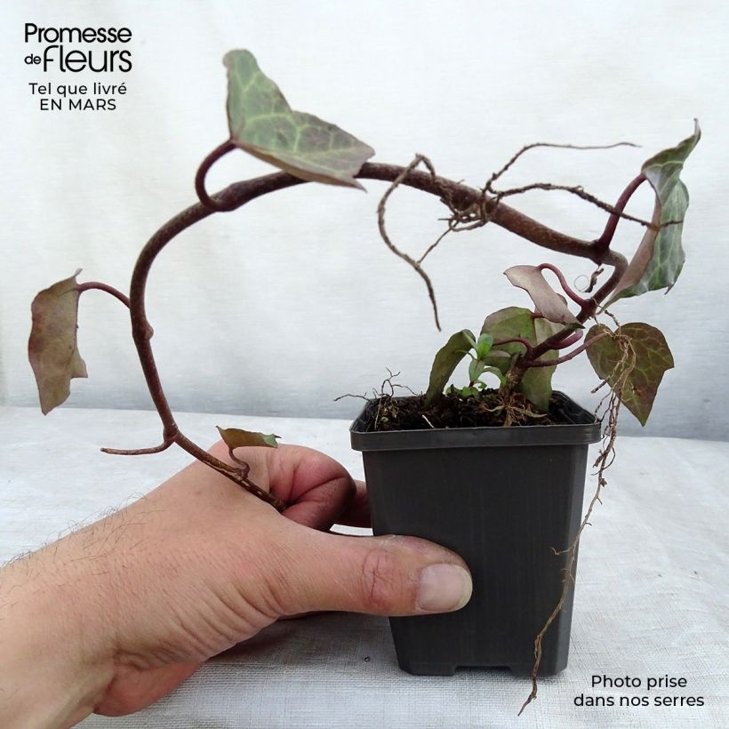 Hiedra de Persia - Hedera colchica Maceta de 8/9 cm Ejemplar entregado en invierno
