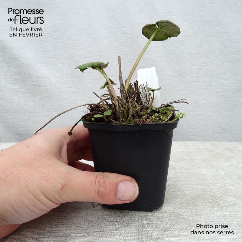 Ligularia Gregynog Gold Maceta de 8/9 cm Ejemplar entregado en invierno