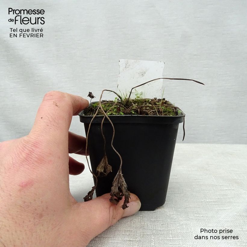 Ligularia Osiris Cafe Noir Maceta de 8/9 cm Ejemplar entregado en invierno