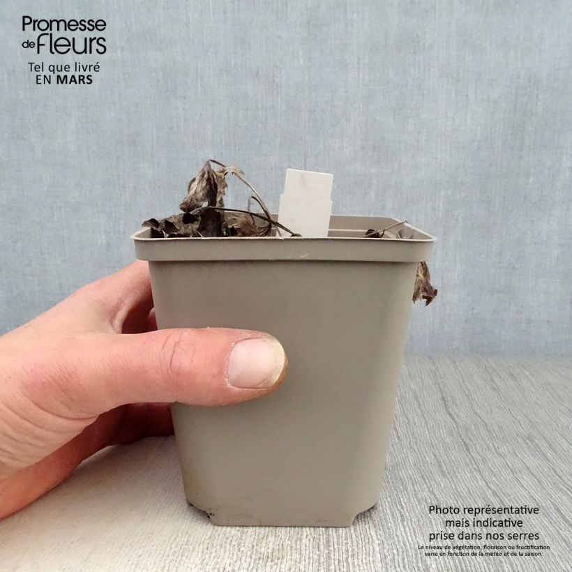 Ligularia Osiris Cafe Noir Maceta de 8/9 cm Ejemplar entregado en la primavera