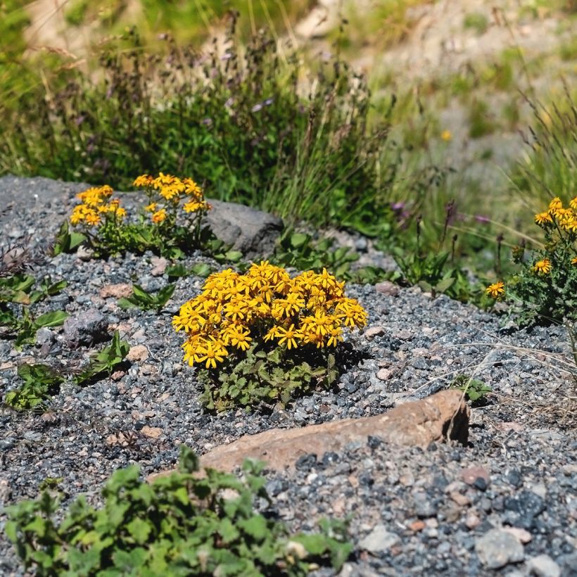 Ligularia dentata Desdemona (Porte)