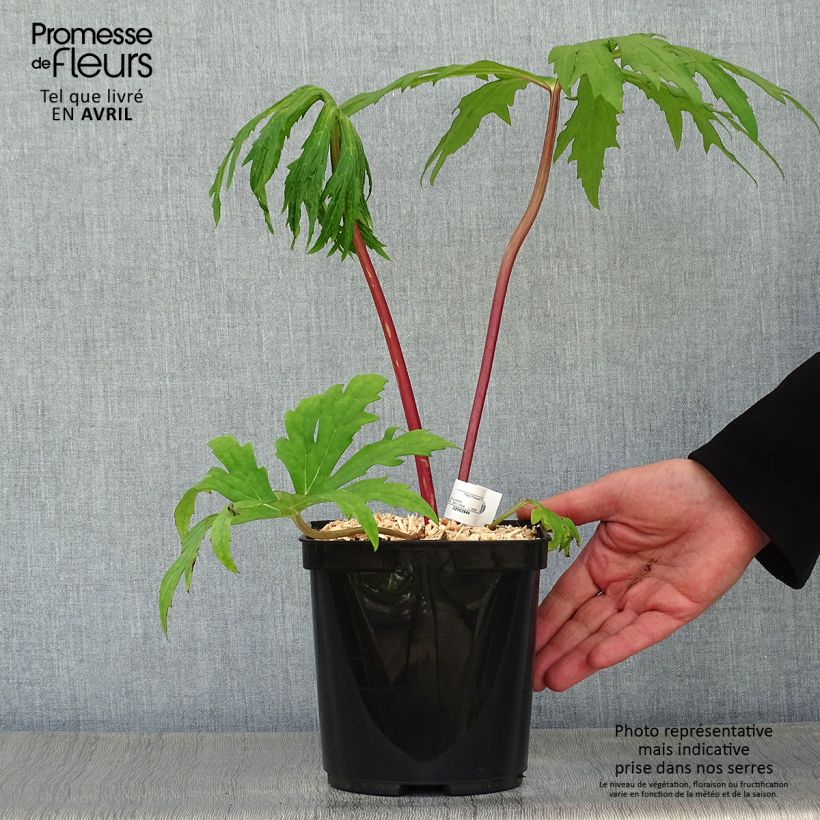 Ligularia japonica Rising Sun BSWJ6293 Maceta 2L/3L Ejemplar entregado en la primavera