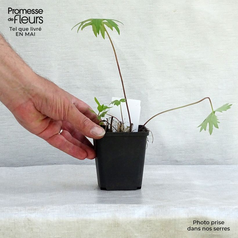 Ligularia przewalskii Maceta de 8/9 cm Ejemplar entregado en la primavera