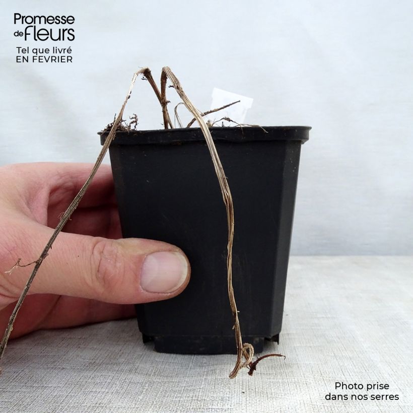 Ligularia stenocephala Maceta de 8/9 cm Ejemplar entregado en invierno