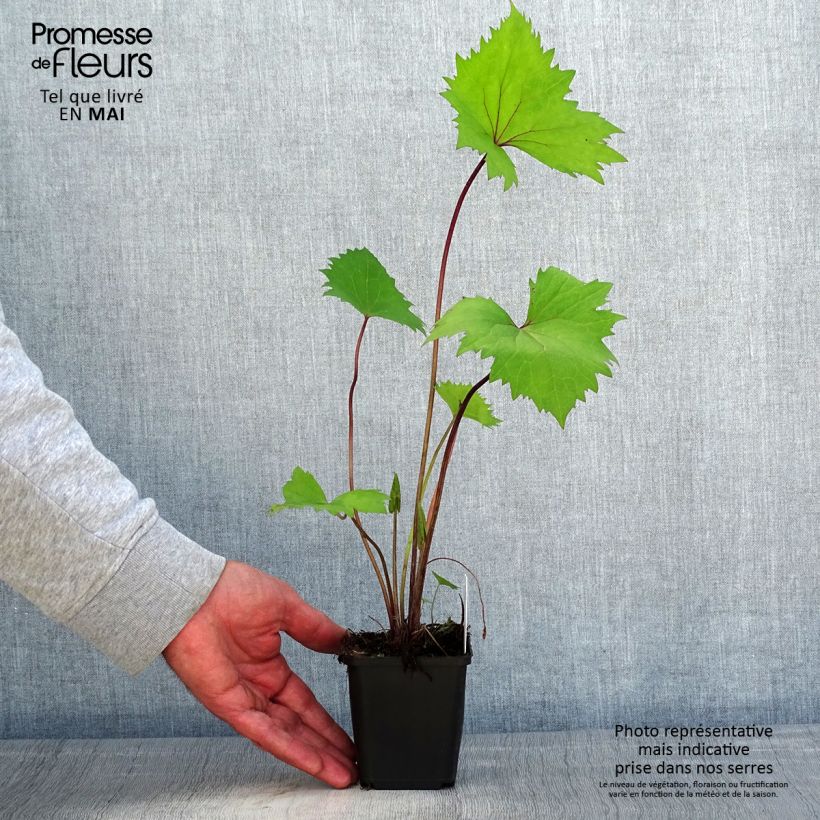 Ligularia stenocephala Little Rocket Maceta de 8/9 cm Ejemplar entregado en la primavera
