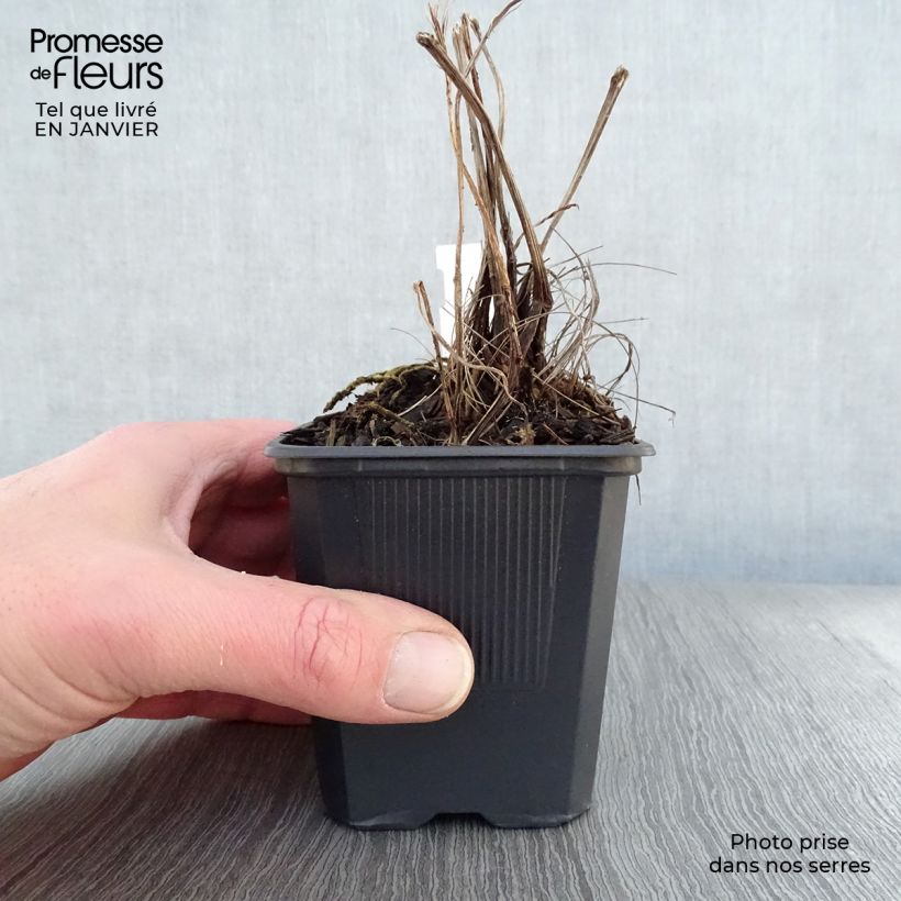 Ligularia stenocephala The Rocket Maceta de 8/9 cm Ejemplar entregado en invierno
