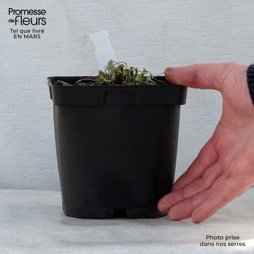 Ligularia stenocephala The Rocket Maceta 2L/3L Ejemplar entregado en la primavera