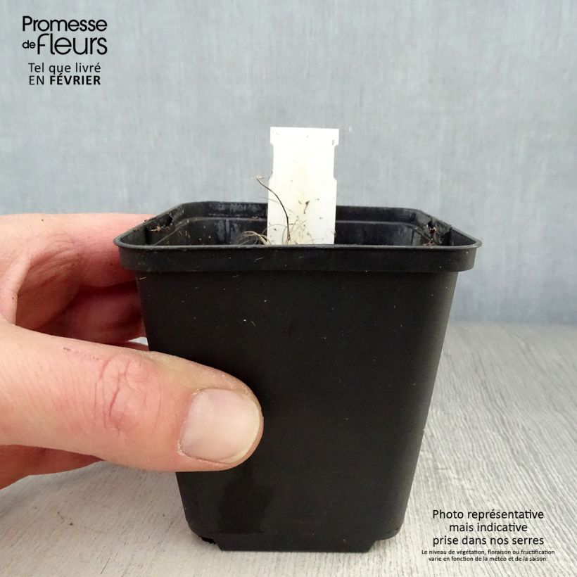 Ligularia hessei Lanternchern Maceta de 8/9 cm Ejemplar entregado en invierno