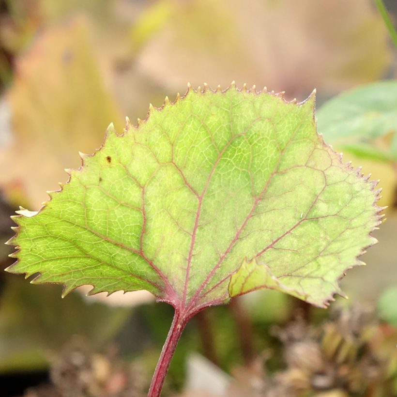 Ligularia hessei Lanternchern (Follaje)