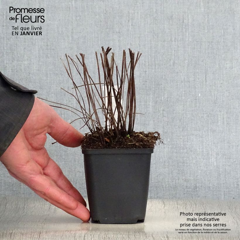 Ligularia Osiris Fantaisie Maceta de 8/9 cm Ejemplar entregado en invierno