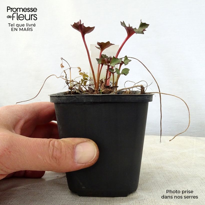 Ligularia Osiris Fantaisie Maceta de 8/9 cm Ejemplar entregado en la primavera