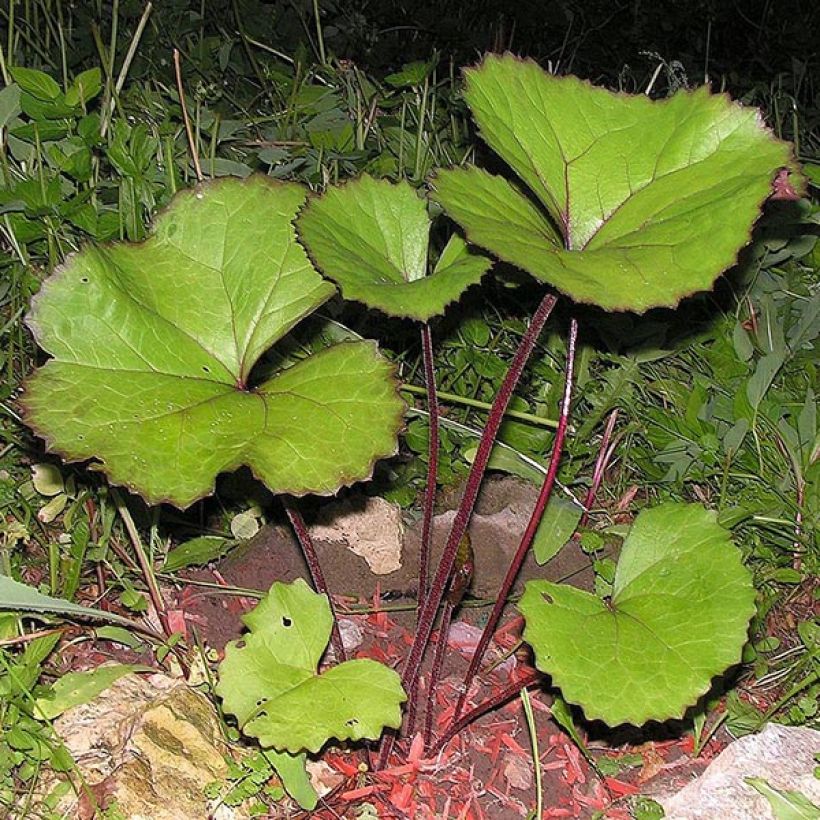 Ligularia dentata Desdemona (Follaje)