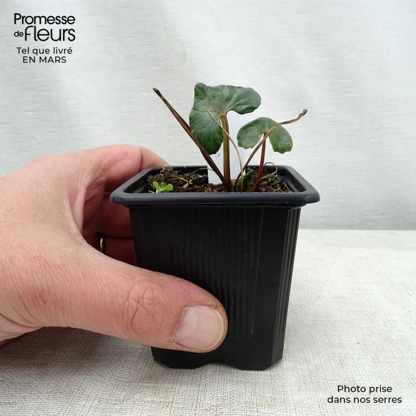 Ligularia dentata Maceta de 8/9 cm Ejemplar entregado en la primavera