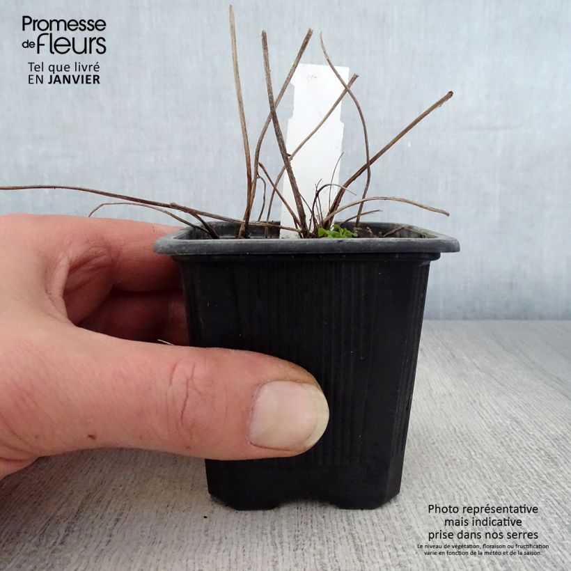 Ligularia dentata Maceta de 8/9 cm Ejemplar entregado en invierno