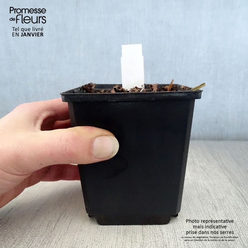 Ligularia dentata Pandora Maceta de 8/9 cm Ejemplar entregado en invierno