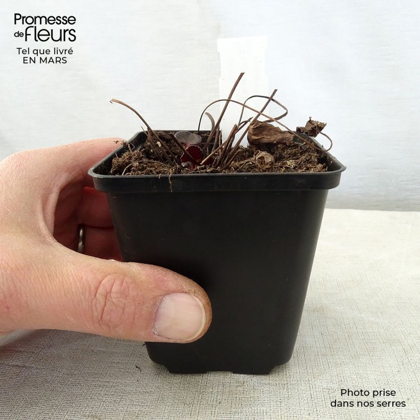 Ligularia dentata Pandora Maceta de 8/9 cm Ejemplar entregado en la primavera