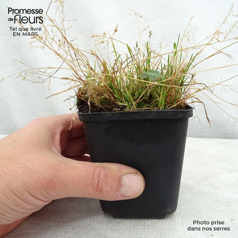 Ligularia hodgsonii Maceta de 8/9 cm Ejemplar entregado en la primavera