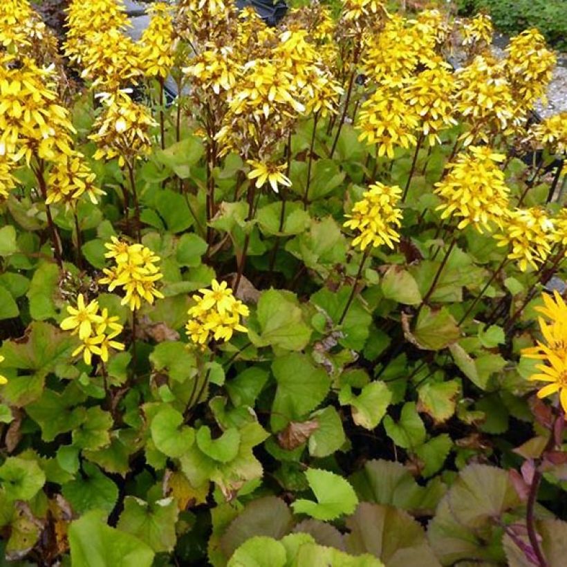 Ligularia hessei Lanternchern (Porte)