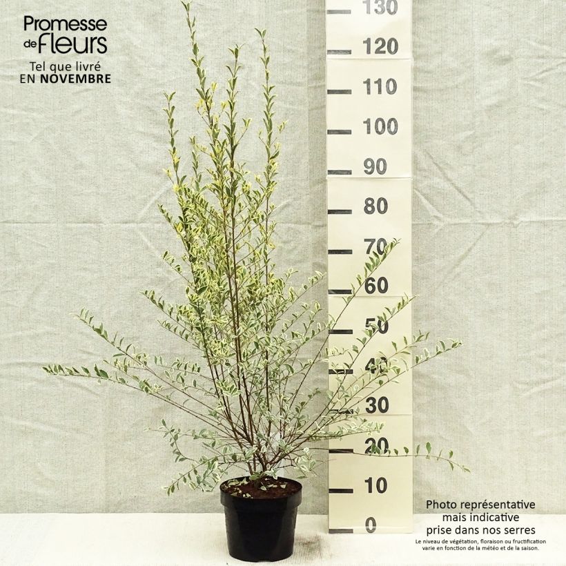 Ejemplar de Ligustrum ibota Musli - Aligustre Maceta 3L/4L entregado en otoño