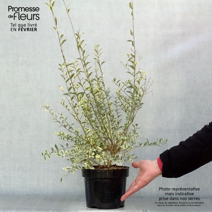 Ligustrum ibota Musli - Aligustre Maceta 3L/4L Ejemplar entregado en invierno