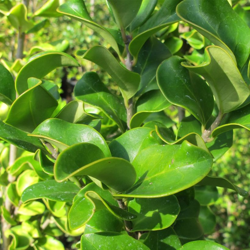 Aligustre del Japón Stiff Coriaceum - Ligustrum japonicum (Follaje)