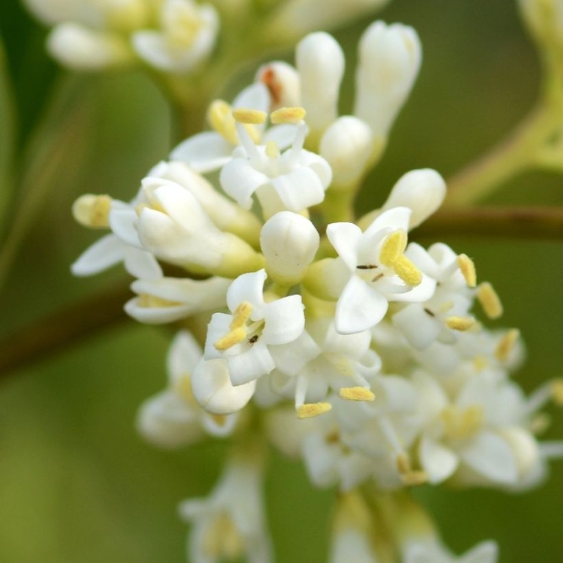 Aligustre del Japón Stiff Coriaceum - Ligustrum japonicum (Floración)