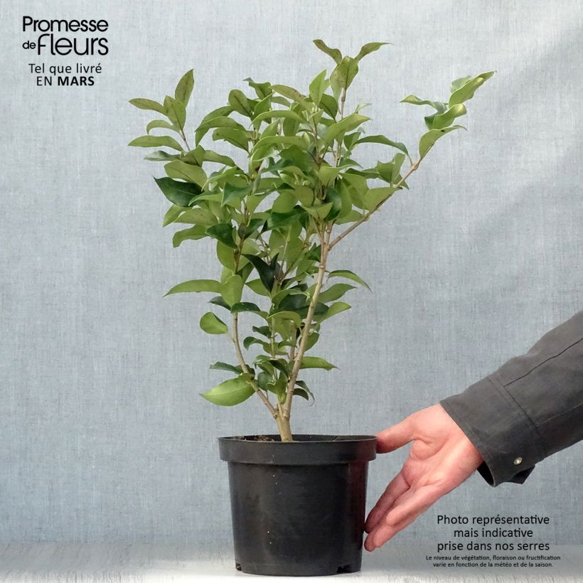 Aligustre del Japón Green Century - Ligustrum japonicum Maceta 2L/3L Ejemplar entregado en la primavera