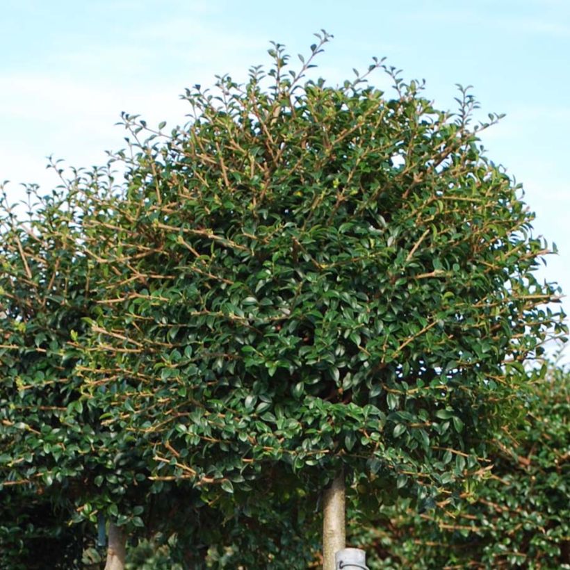 Ligustrum jonandrum - Aligustre jonandro (Follaje)