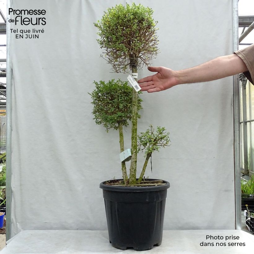 Ejemplar de Ligustrum jonandrum - Aligustre jonandro Maceta 7,5L/10L entregado en verano