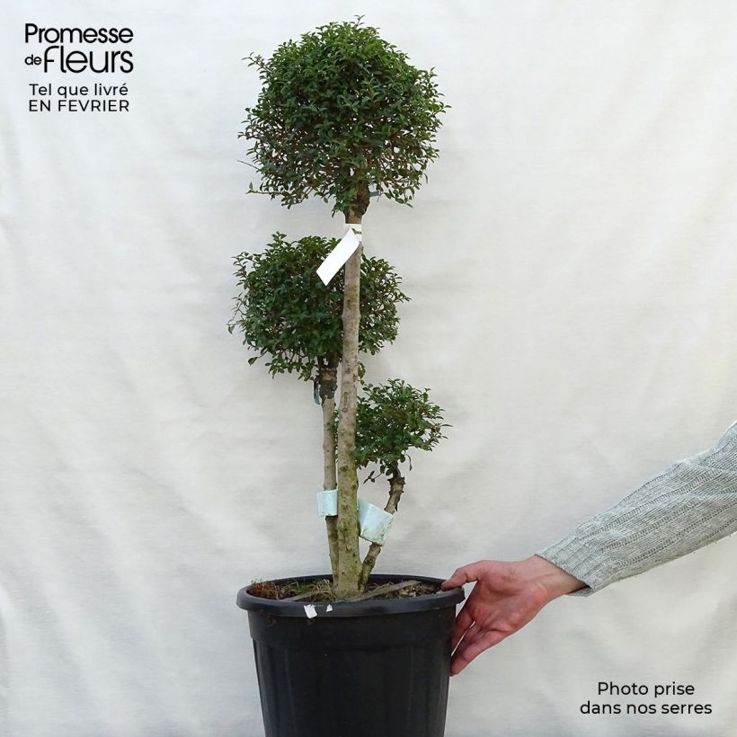Ligustrum jonandrum - Aligustre jonandro Maceta 7,5L/10L Ejemplar entregado en invierno