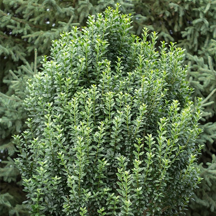 Ligustrum vulgare Straight Talk - Aligustre común (Porte)