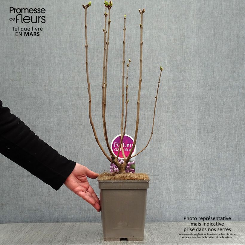 Lila Sensation - Syringa vulgaris Maceta 3L/4L Ejemplar entregado en invierno
