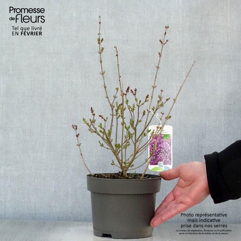 Lilo chino Saugeana - Syringa chinensis Maceta 2L/3L Ejemplar entregado en invierno