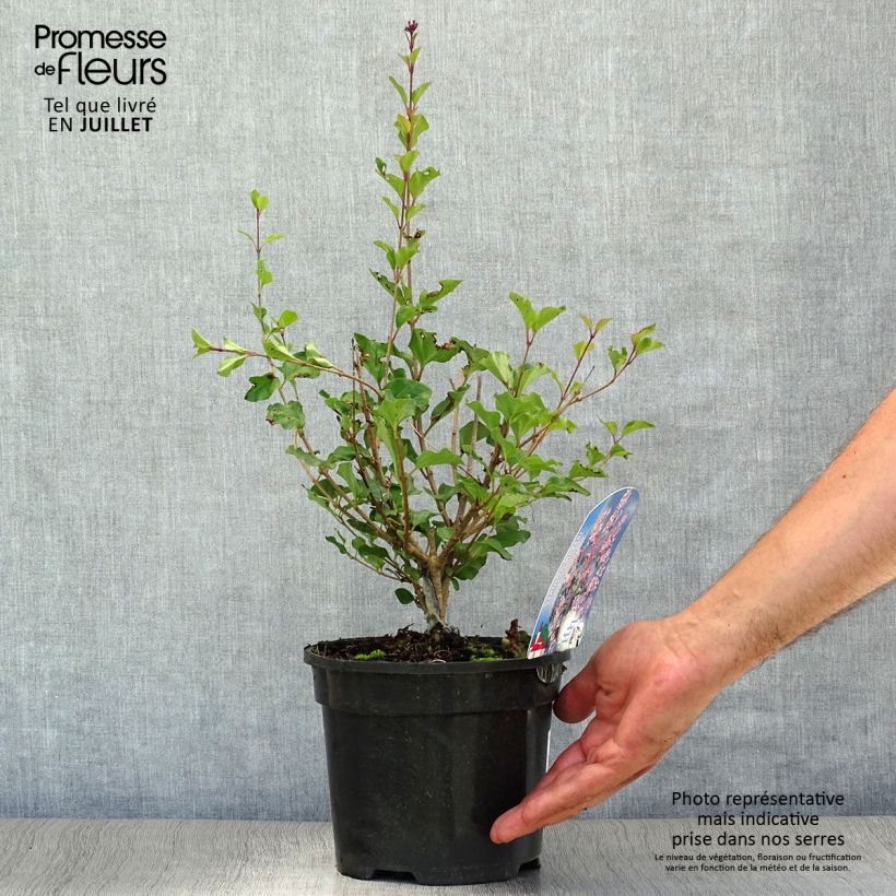 Ejemplar de Lilo enano Palibin - Syringa meyeri Maceta 2L/3L entregado en verano